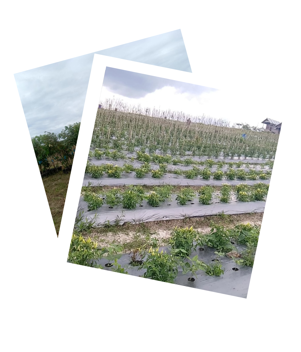 profil desa polaroid